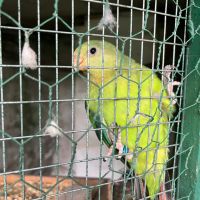 Барабандови папагали, снимка 5 - Папагали - 46018536