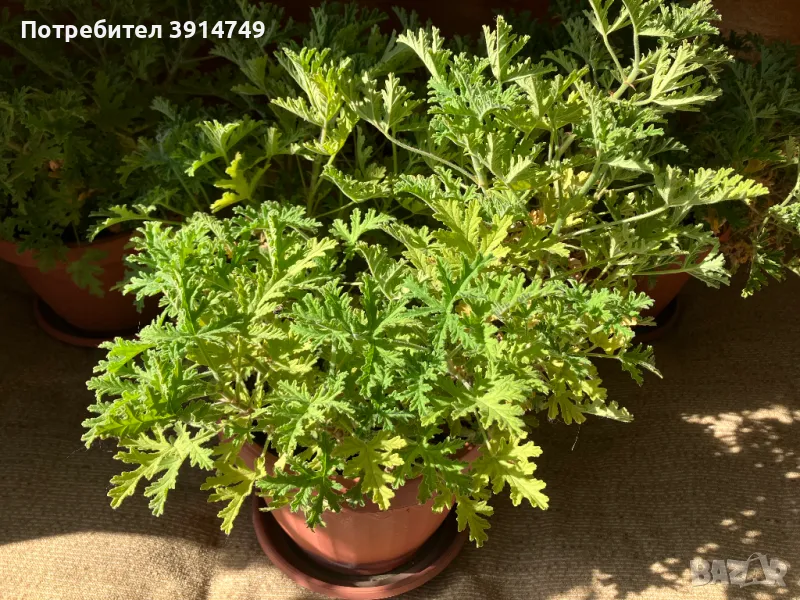 Изрезки / клончета от индрише, сакъзче, мушкато, дърво на живота за вкореняване, снимка 1