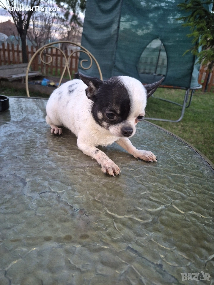 Мини Чихуахуа, снимка 1