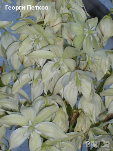 Юка/Столетник, снимка 1