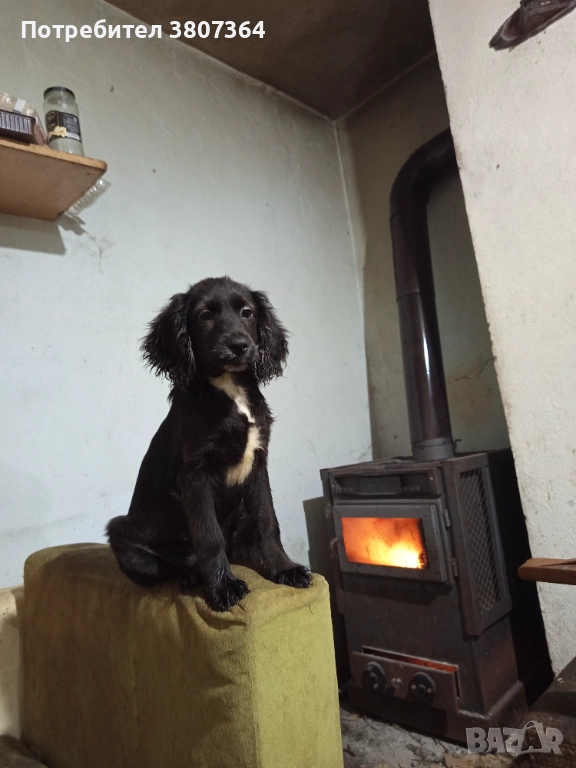 Английски Кокер шпаньол , снимка 1
