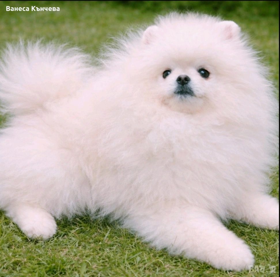 мъжки померан FCI родословие, снимка 1