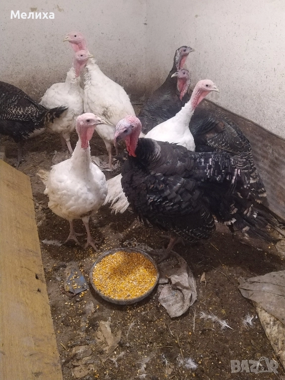 пуйки, снимка 1