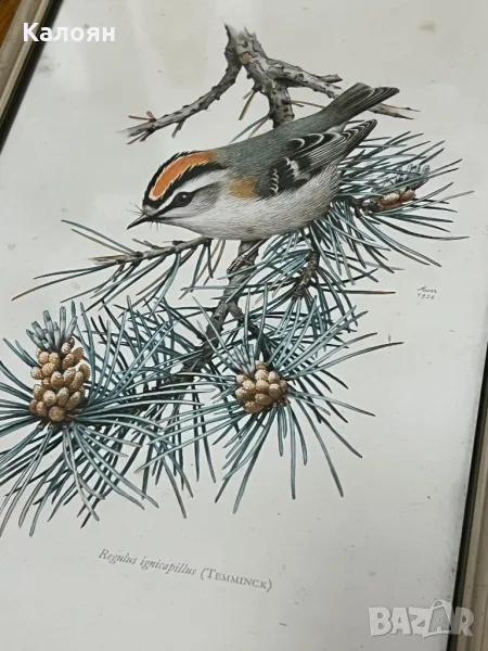 Картинка с птиченце в рамка , снимка 1