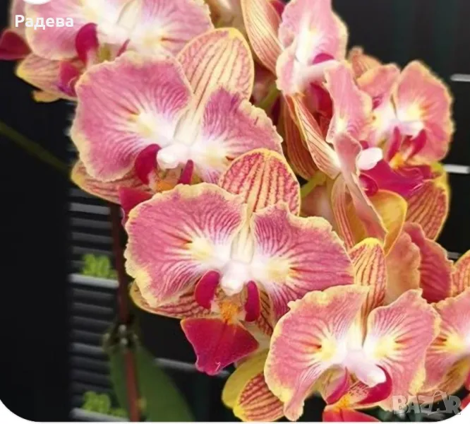 Орхидея Phalaenopsis Fuller’s Gold Stripe, снимка 1