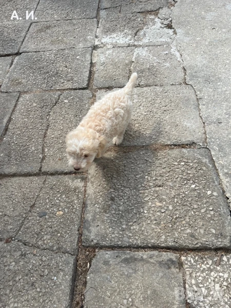 Продавам мъжко лагото , снимка 1