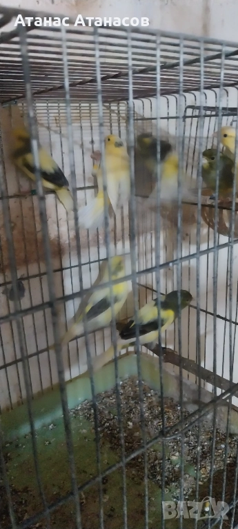 Канари ,Орфей ", снимка 1