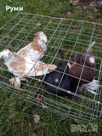 продавам гълъби, снимка 4 - Гълъби - 53292815