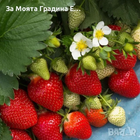 Ягода - Клери 