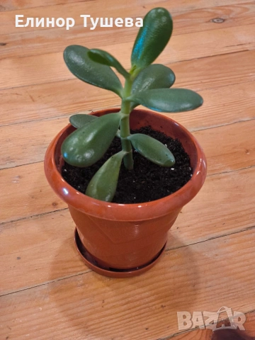 дърво на живота и гастерия , снимка 2 - Стайни растения - 53841000