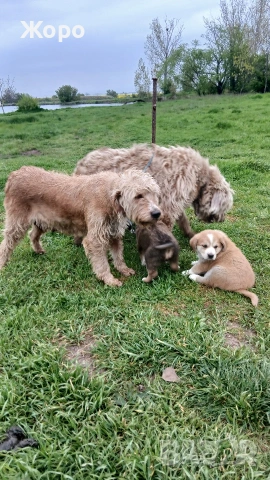 Бараци на два месеца , снимка 4 - Гонче - 54274483
