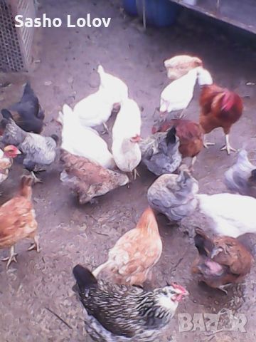 Пиленца за носачки. Еднодневни пилета., снимка 3 - Кокошки и пуйки - 45080946