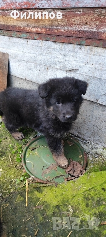 Немски овчарки , снимка 3 - Немска овчарка - 52661731