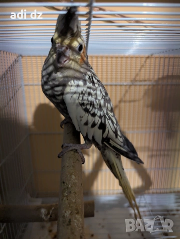 Корела и вълнист папагал с пълно оборудване. , снимка 2 - Папагали - 53527819