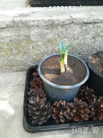 Агаве, снимка 2 - Градински цветя и растения - 51233404