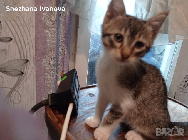 три  котенца от Варна търсят дом, снимка 6 - Други - 45627071