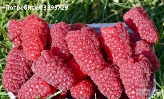 разсад за ягоди и малини записвам за март месец , снимка 18 - Разсади - 53264142