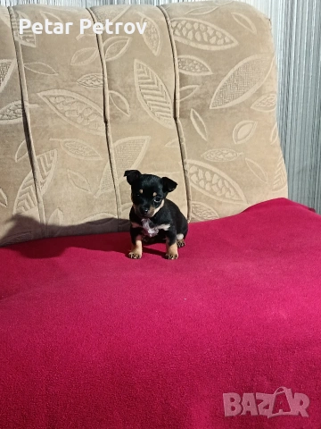 Пинчер мини , снимка 15 - Пинчер - 54250630