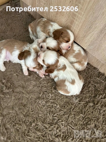 Кавалер Кинг Чарлз Шпаньол