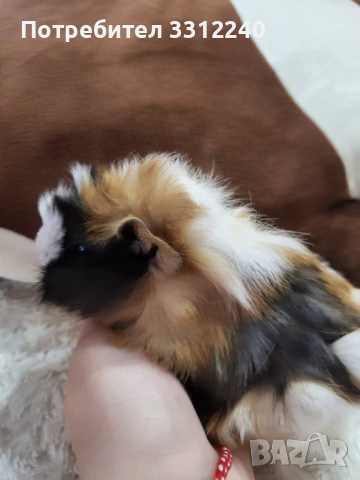 Морски свинчета, снимка 4 - Морски свинчета - 53930904