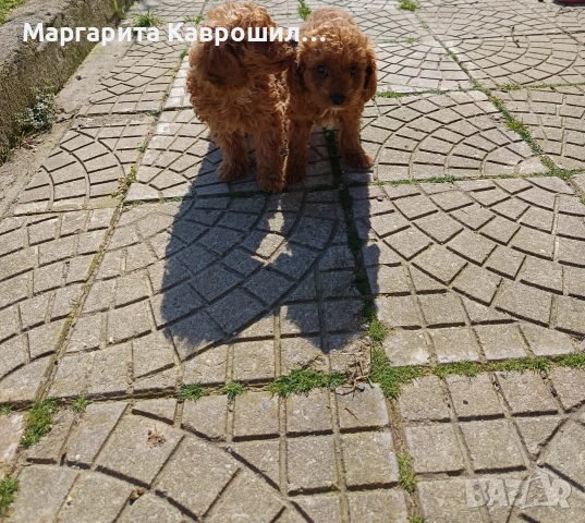 Пуделчета Той