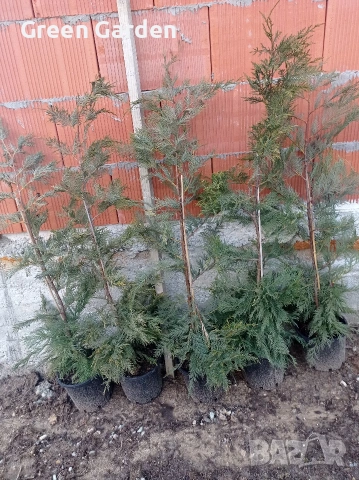 Лейландски Кипарис , снимка 2 - Градински цветя и растения - 53628776