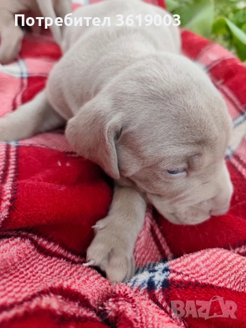 Ваймаранери , снимка 11 - Ваймаранер - 54205375