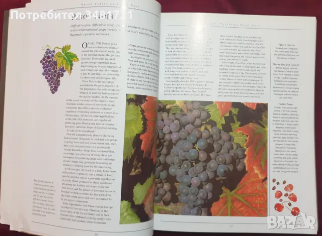 Голяма илюстрирана енциклопедия на виното / The Illustrated Encyclopedia of Wine, снимка 5 - Енциклопедии, справочници - 47411842