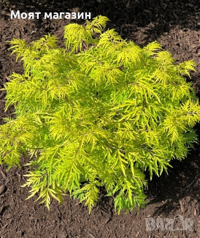 Червен Бъз - Декоративен храст с лимонена украса, снимка 2 - Градински цветя и растения - 53649993