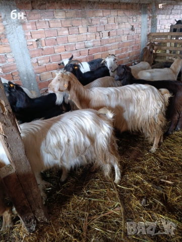 Продавам кози стадо, снимка 2 - Кози - 53670306
