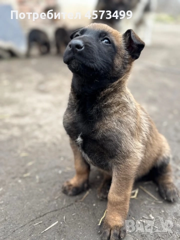 Белгийски овчарки Малиноа, снимка 13 - Белгийска овчарка - 53582487