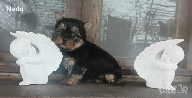 Йоркширски териер мини 