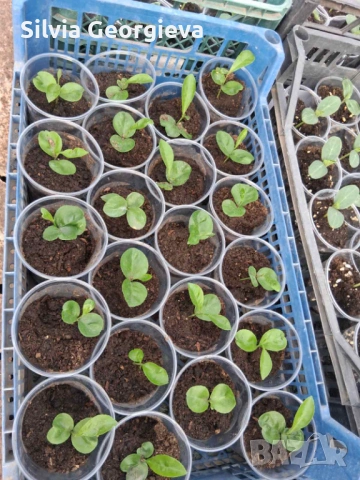 Разсад мандарини