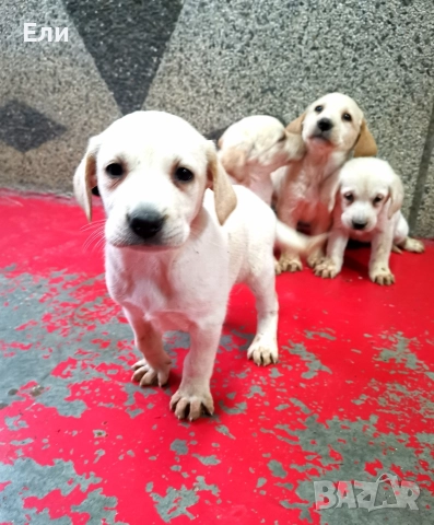 Лабрадор ретривър , снимка 4 - Лабрадор ретривър - 52679713