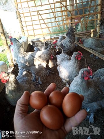 Яйца за люпене от маран лавандула , снимка 1 - други­ - 46260051