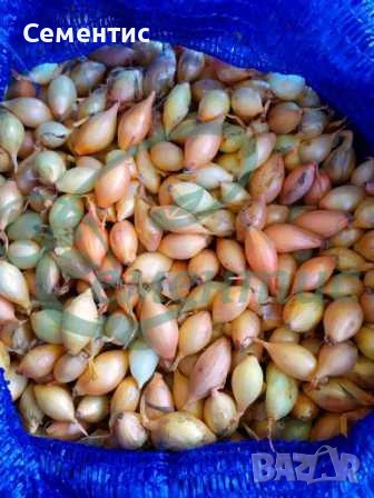 Холандски арпаджик - СУПЕР качество, снимка 2 - Сортови семена и луковици - 28113892