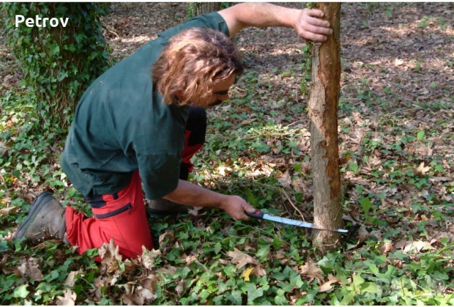 SILKY GOMTARO 270(8) - MADE IN JAPAN - ORIGINAL - 270 mm ПРОФЕСИОНАЛЕН ВИСОКОКАЧЕСТВЕН Японски трион, снимка 7 - Други инструменти - 52312808