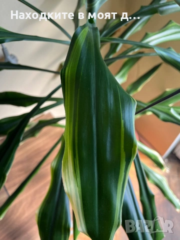 Стайна юка, снимка 2 - Стайни растения - 53643227