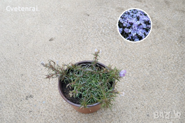 Пълзящ Флокс - вечнозелен и студоустойчив почвопокривен, снимка 2 - Градински цветя и растения - 53686588