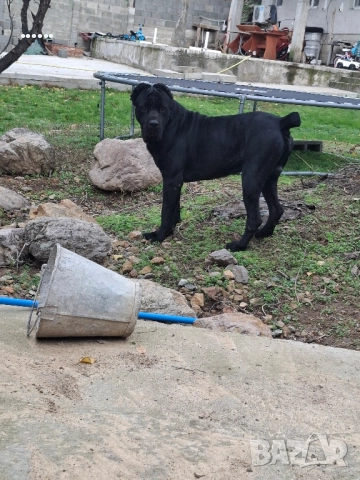 Кане Корсо Мъжки, снимка 2 - Търси партньор - 52463288