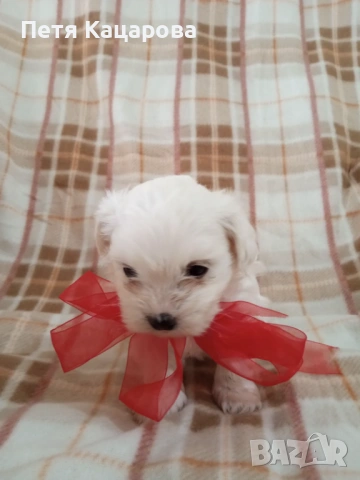 Малтийска болонка, снимка 5 - Болонка - 54272493