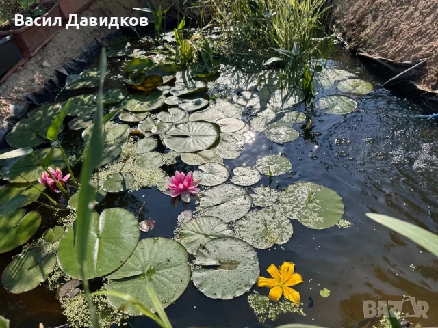 Растения за езеро ,лилии , предлагам и риби езерни , снимка 2 - Други - 50777184