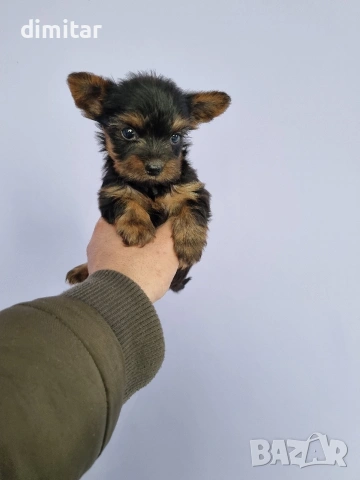 Йоркшир териер мини , снимка 7 - Йоркширски териер - 53580096