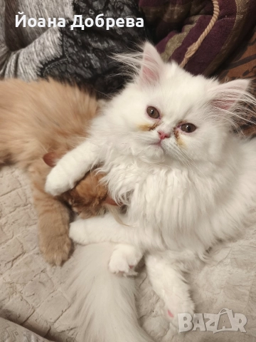 Породисти пухкави персийски котета, снимка 11 - Персийска - 52670996
