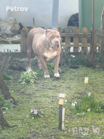 Американско були , снимка 11 - Питбул - 53690899