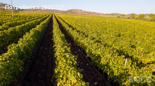 Продавам лозе, снимка 1