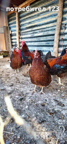 яйца от катунски кокошки.