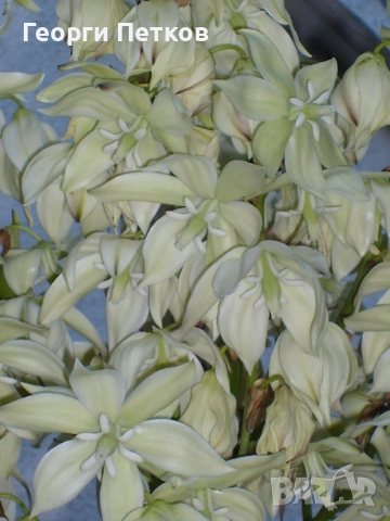 Юка/Столетник