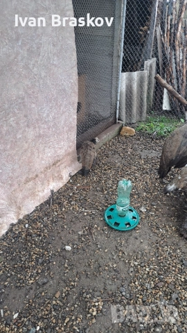 пауни индийски , снимка 10 - Кокошки и пуйки - 52198006