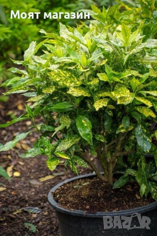 Аукуба - aucuba, снимка 2 - Градински цветя и растения - 53650411